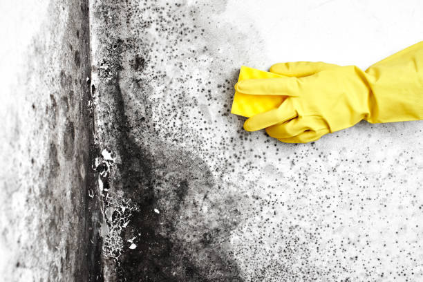 Mold Remediation for Rental Properties in Salem, NJ